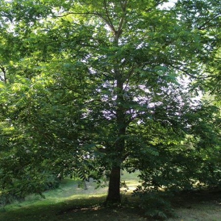 Japanese walnut -Juglans ailantifolia - Jardins du Monde.be