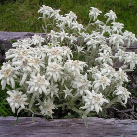 Edelweiss