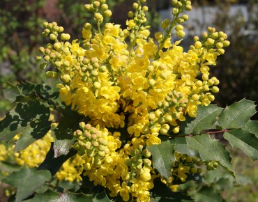 Mahonia à feuille de houx