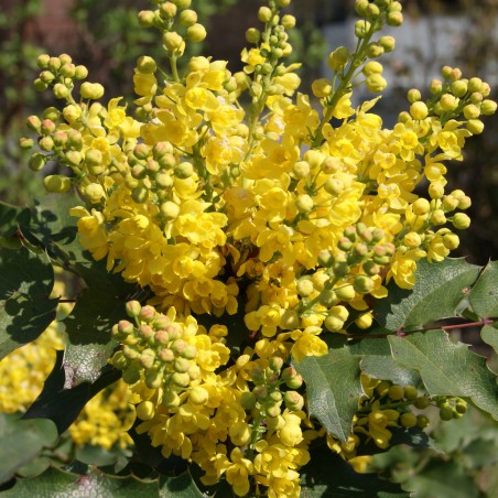 Mahonia à feuille de houx - Mahonia Aquifolium
