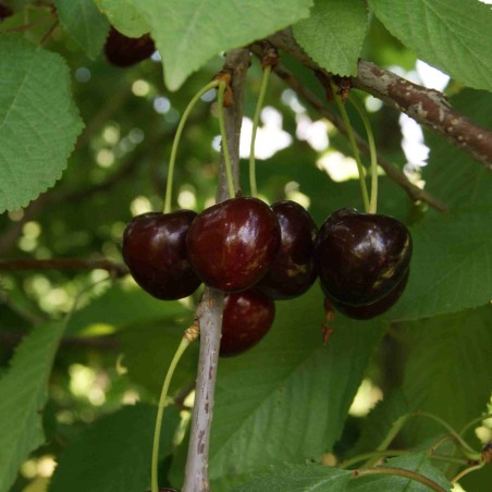 Süßkirsche bigarreau Burlat - Jardins du Monde.be