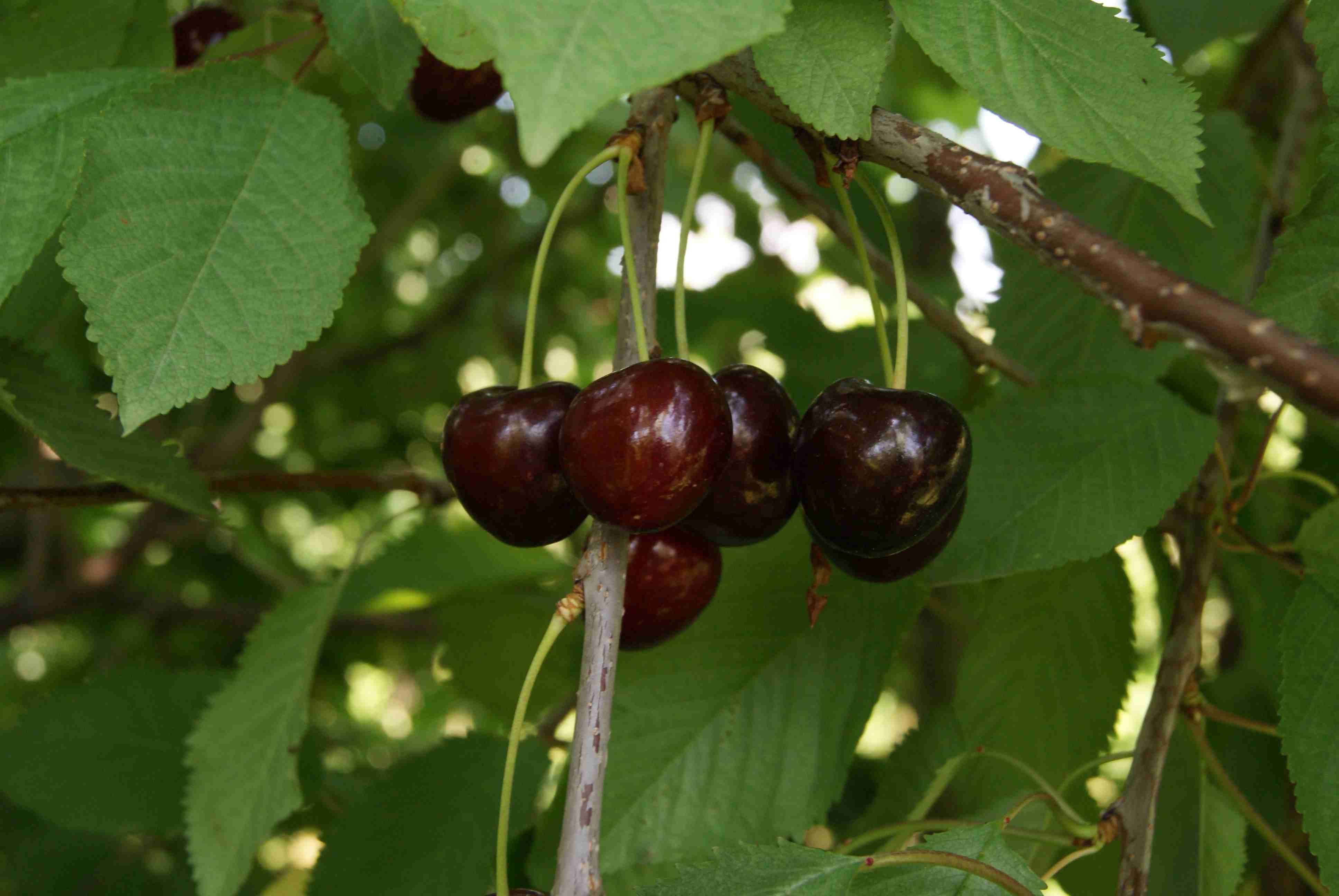 Cerisier Bigarreau Burlat