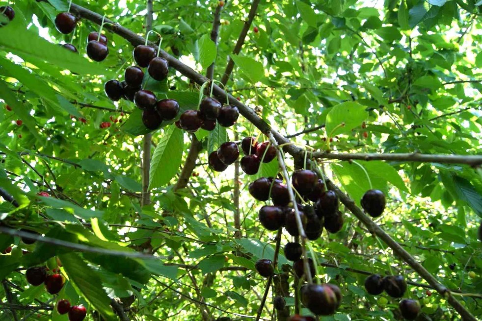 Cherry tree Bigarreau Burlat - Jardins du Monde.be