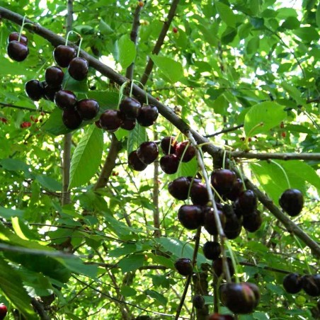 Cherry tree Bigarreau Burlat - Jardins du Monde.be