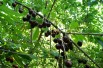 Cherry tree Bigarreau Burlat - Jardins du Monde.be
