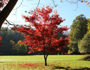 Acer Palmatum Atropurpureum - Jardins du Monde.be