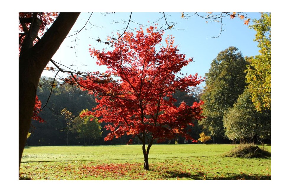 Acer Palmatum Atropurpureum - Jardins du Monde.be