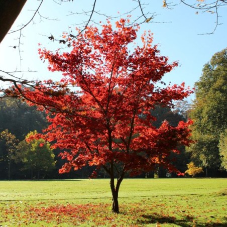 Acer Palmatum Atropurpureum - Jardins du Monde.be