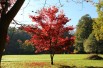 Acer Palmatum Atropurpureum - Jardins du Monde.be