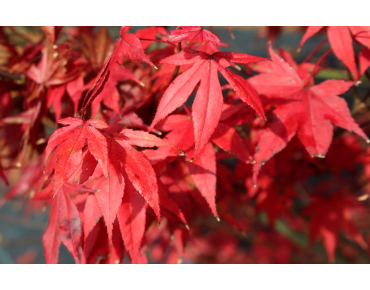 Acer Palmatum Atropurpureum - Jardins du Monde.be