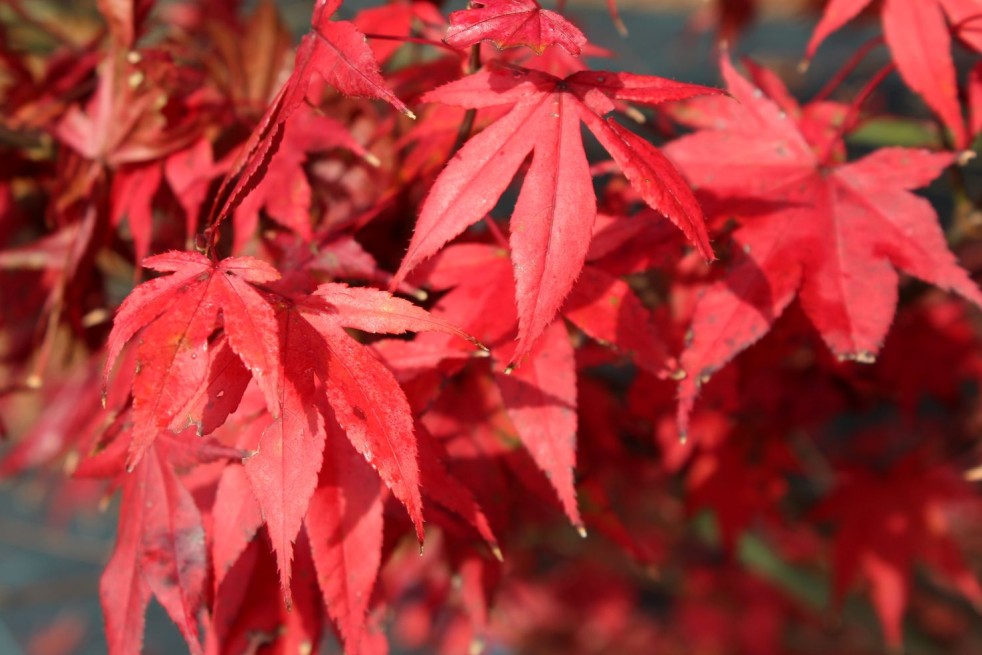 Acer Palmatum Atropurpureum - Jardins du Monde.be