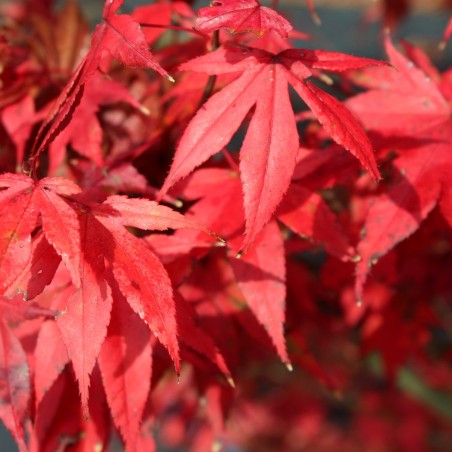 Acer Palmatum Atropurpureum - Jardins du Monde.be