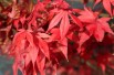 Acer Palmatum Atropurpureum - Jardins du Monde.be