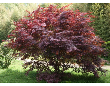 Acer Palmatum Atropurpureum - Jardins du Monde.be