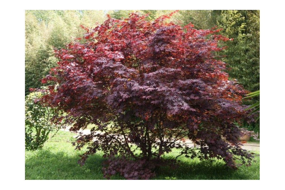 Acer Palmatum Atropurpureum - Jardins du Monde.be