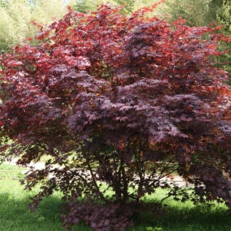 Acer Palmatum Atropurpureum - Jardins du Monde.be