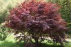 Acer Palmatum Atropurpureum - Jardins du Monde.be