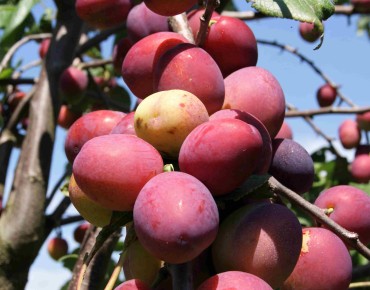 Prunus Mirabelle Ruby® « colonnaire » - Jardins du Monde.be