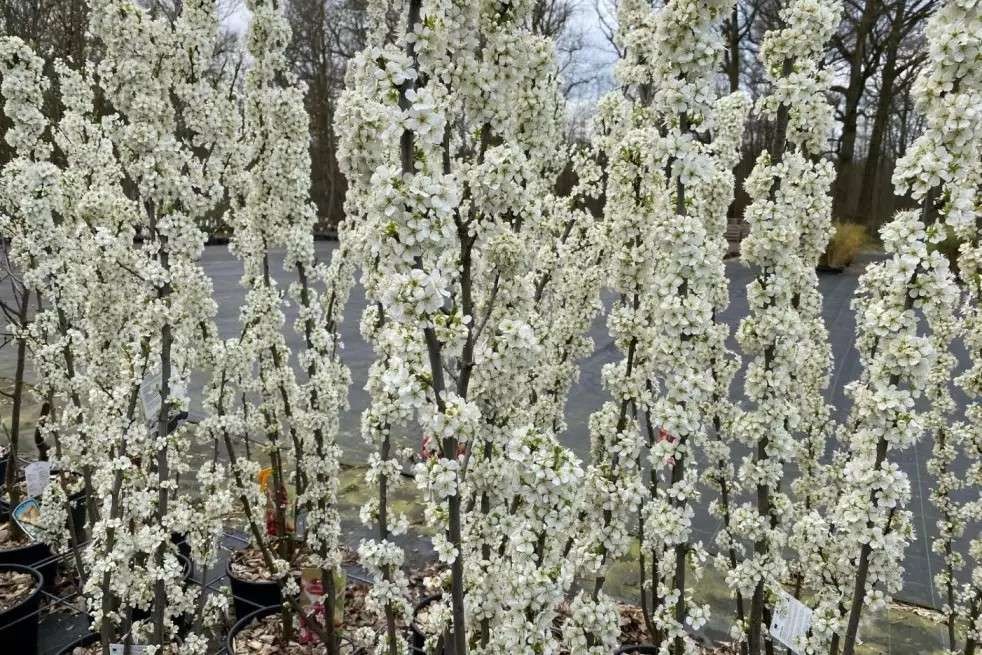 Prunus Mirabelle Ruby® « colonnaire » - Jardins du Monde.be