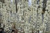 Prunus Mirabelle Ruby® « colonnaire » - Jardins du Monde.be