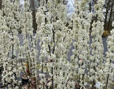 Prunus Domestica Mirabelle Ruby® - Jardins du Monde.be