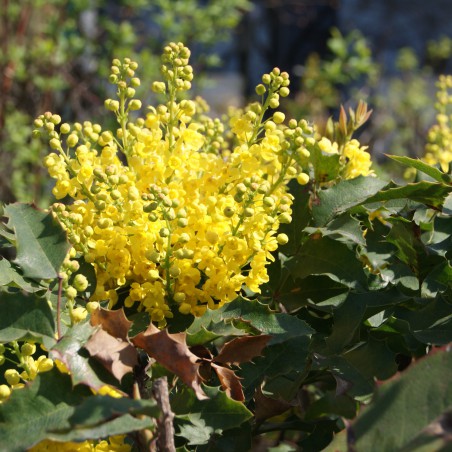 Mahonia à feuille de houx - Mahonia Aquifolium