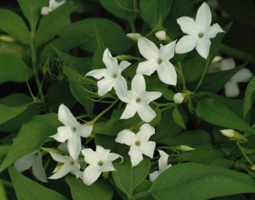 Jasminum Officinale - Jardins du Monde.be
