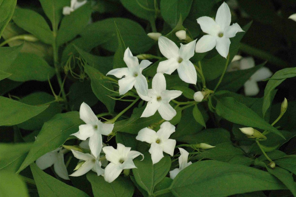 Jasminum Officinale - Jardins du Monde.be Jasminum Officinale - Jardins du Monde.be