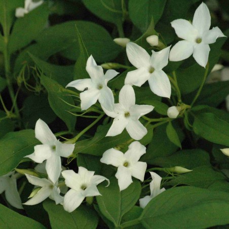 Jasminum Officinale - Jardins du Monde.be