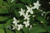 Jasminum Officinale - Jardins du Monde.be Jasminum Officinale - Jardins du Monde.be