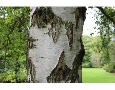 Betula pendula - Jardins du Monde.be