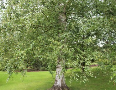 Betula pendula - Jardins du Monde.be