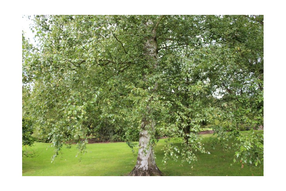 Betula pendula - Jardins du Monde.be