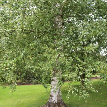 Betula pendula - Jardins du Monde.be