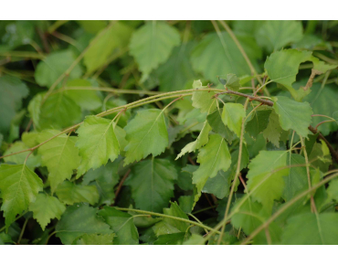 Betula pendula - Jardins du Monde.be
