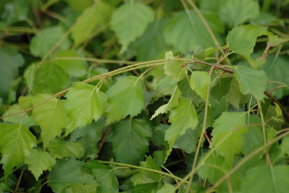Betula pendula - Jardins du Monde.be