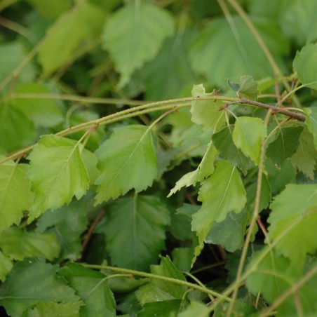 Betula pendula - Jardins du Monde.be