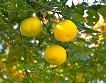 Yuzu - Nikita from Russian Federation, CC BY 2.0, via Wikimedia Commons