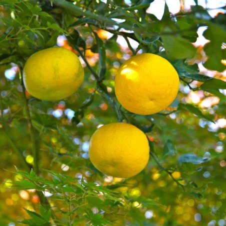 Citronnier du japon, Yuzu - Nikita from Russian Federation, CC BY 2.0, via Wikimedia Commons