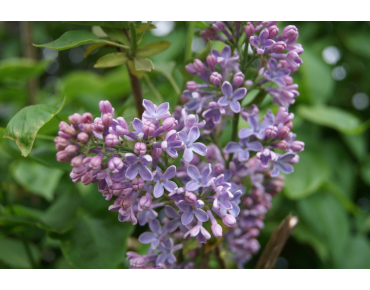 Syringa Vulgaris - Jardins du Monde.be