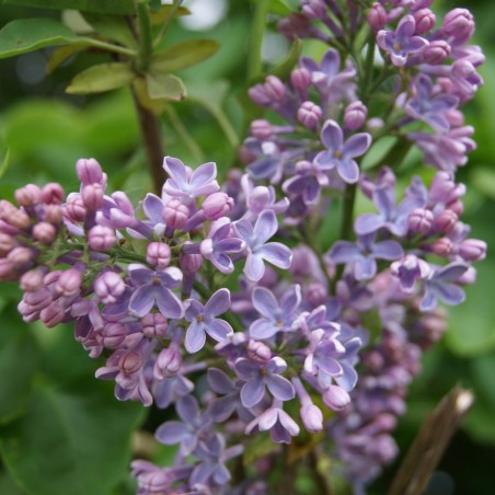 Syringa Vulgaris - Jardins du Monde.be
