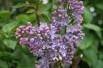 Syringa Vulgaris - Jardins du Monde.be