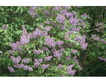 Syringa Vulgaris - Jardins du Monde.be