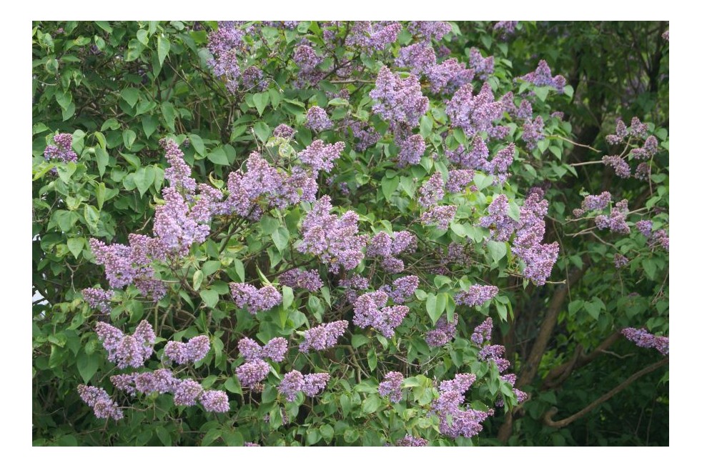 Syringa Vulgaris - Jardins du Monde.be