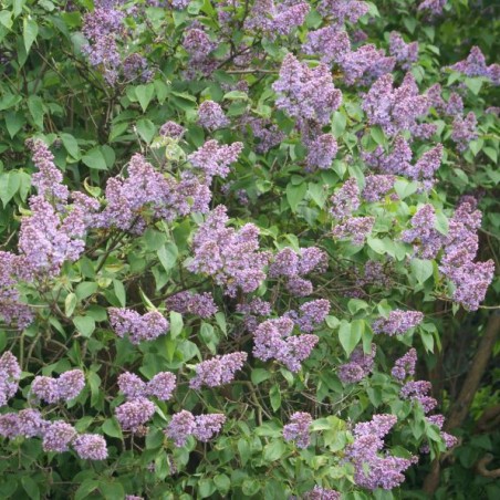 Lilas - Syringa Vulgaris - Jardins du Monde.be