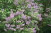 Syringa Vulgaris - Jardins du Monde.be