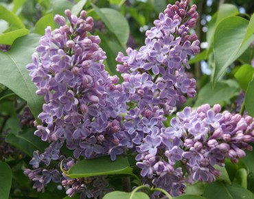 Lilas - Syringa Vulgaris - Jardins du Monde.be