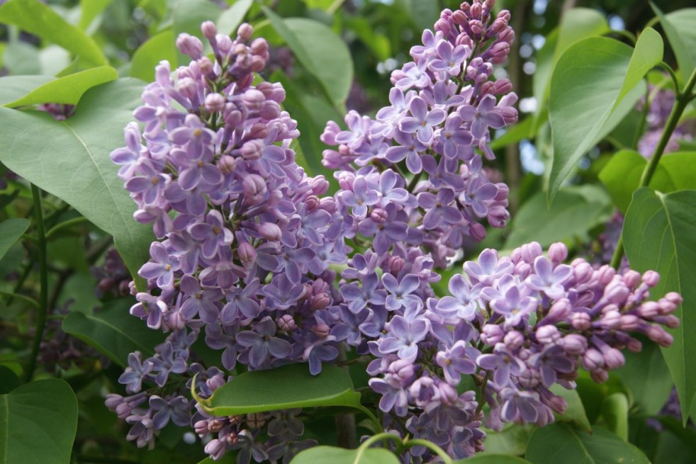 Syringa Vulgaris - Jardins du Monde.be