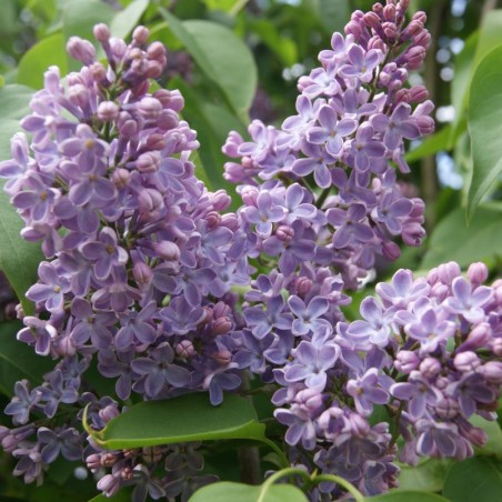 Lilas - Syringa Vulgaris - Jardins du Monde.be