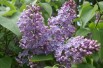 Syringa Vulgaris - Jardins du Monde.be